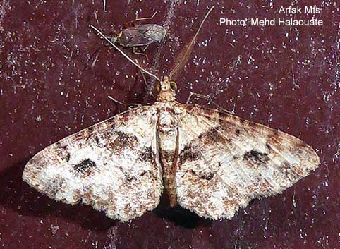 Papua Insects Foundation (Lepidoptera/Geometridae(Ennominae ...